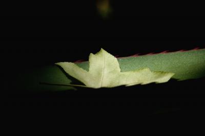 Immagine Allegata: Leaf.jpg